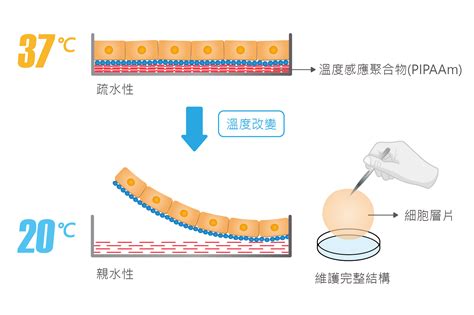 三顧|細胞層片技術 